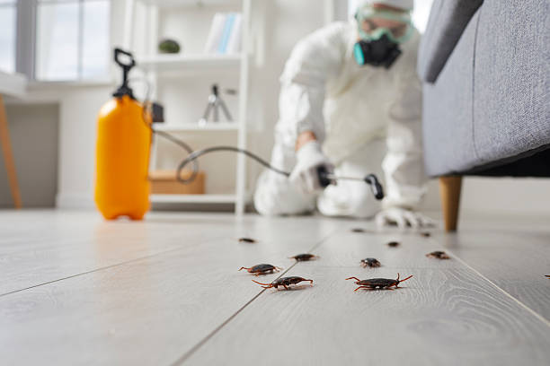 Post-Treatment Bed Bug Interceptor Monitoring in Glade Spring